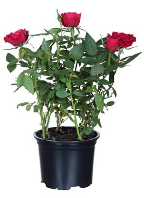 Potted roses - Israel Flower Delivery